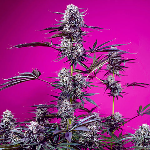 Sweet Seeds -  Studio 54 Stardust Auto