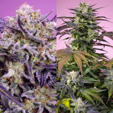Sweet Seeds - Terp Explosion Mix - 4 Pack