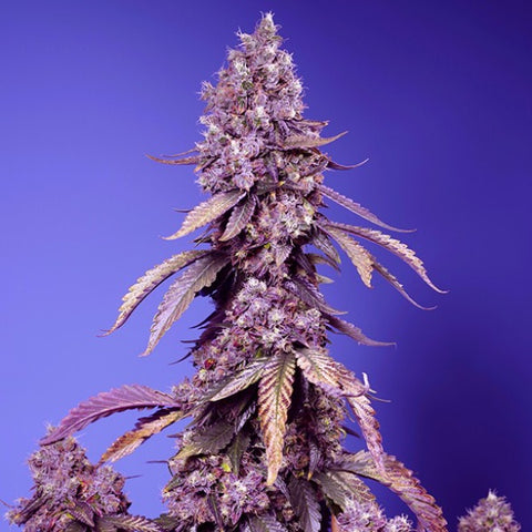 Sweet Seeds - Black Muffin F1 Fast Version®