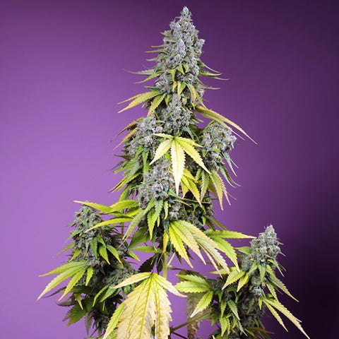 Sweet Seeds -  Jet Fuel Mandarine XL Auto®