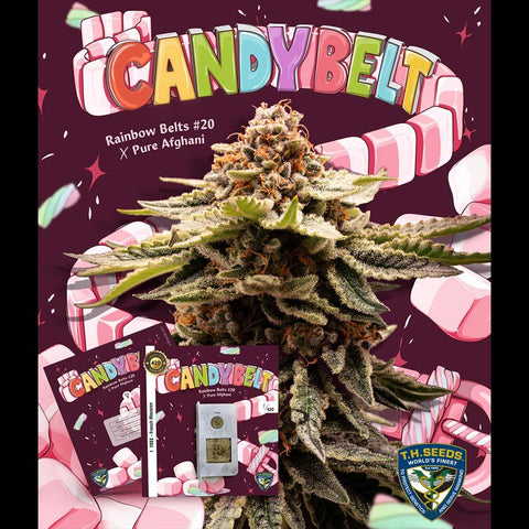 T.H. Seeds - Candy Belt 6pk + 1 x French Macaron