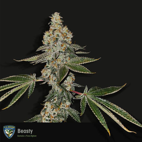 T.H. Seeds - BEASTY - Pack of 2