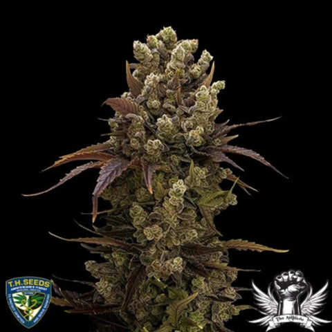 T.H. Seeds - Bubble Dawg - Pack of 6