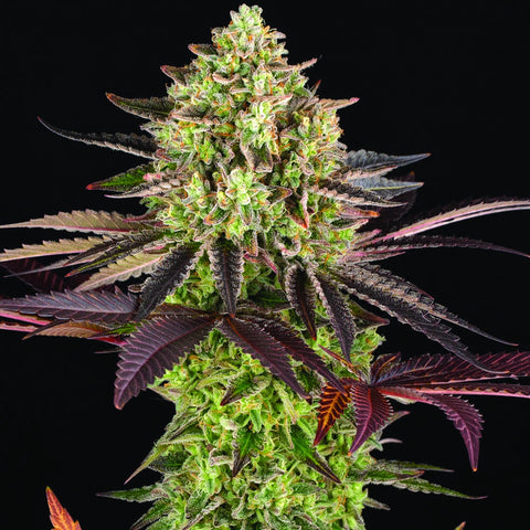 Barneys Farm Seeds - Apple Fritter