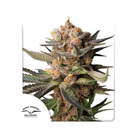 Dutch Passion Seeds - Frozen Biscotti Auto