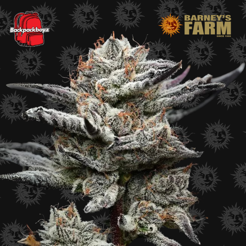 e-liquides haute-loire Flavorful Delight: Exploring the Backpack Boyz Weed Selection