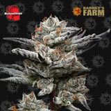 Barneys Farm Seeds x Backpack Boyz - Black Cherry Gushers