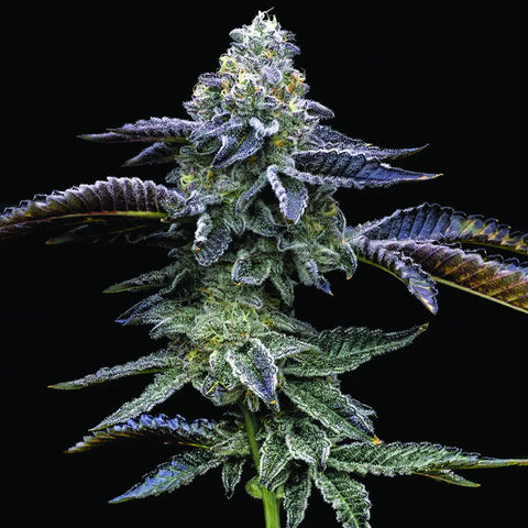 Barneys Farm Seeds - Blue Dream