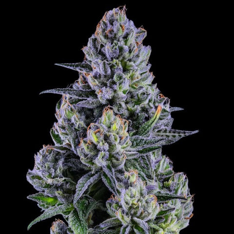 Trep Treez Co - Blue Paya - Feminised Seeds