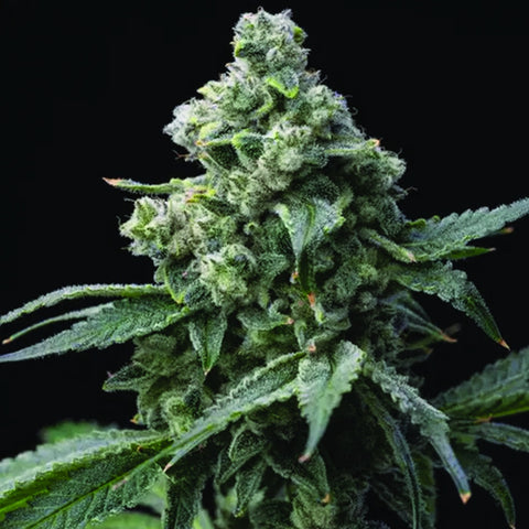 Barneys Farm Seeds - Bruce Banner