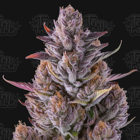 Terp Treez Co -  Cherry Guava - Feminised Seeds