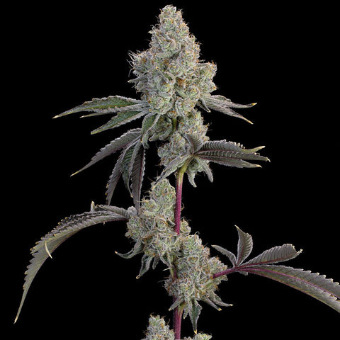 Grounded Genetics - Chrome Sherb