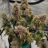 Night Owl Seeds - Compound V