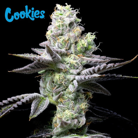 Cookies Seed Bank - Wet Wet