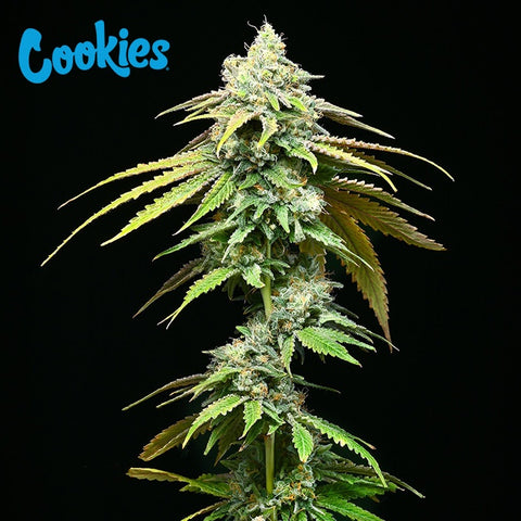 Cookies Seed Bank - Motor City