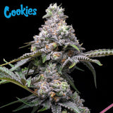 Cookies Seed Bank - Papaya x Hollywood