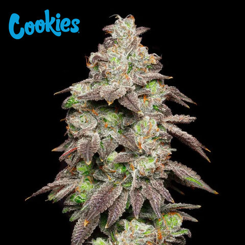 Cookies Seed Bank - Fried Banana