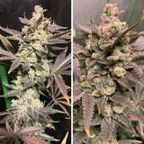 Dutch Passion Seeds - Skywalker Haze
