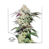 Dutch Passion Seeds - Skywalker Haze