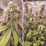 Dutch Passion Seeds - Skywalker Haze