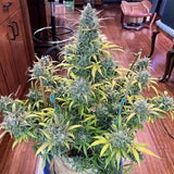 Night Owl Seeds - Compound V