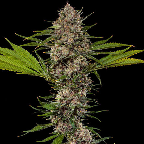 Barneys Farm Seeds - MAC1 F1