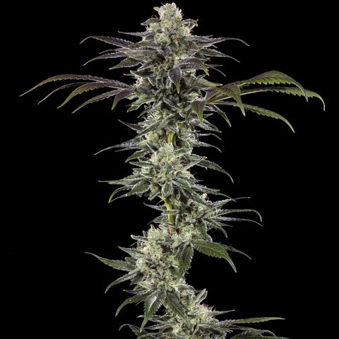 Barneys Farm Seeds - RS11 F1