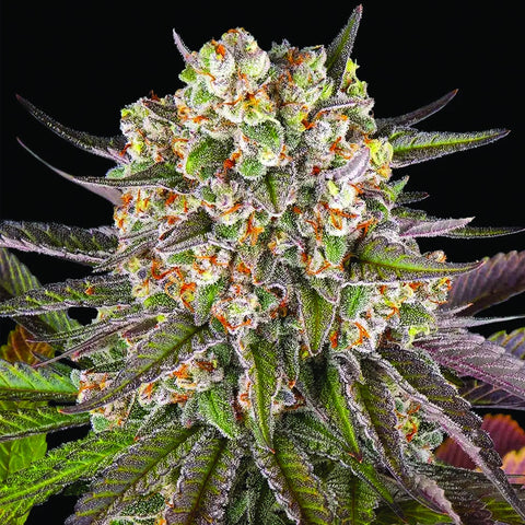 Barneys Farm Seeds - Limoncello