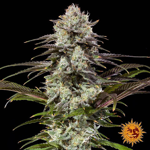 Barneys Farm Seeds - London Pound Cake F1