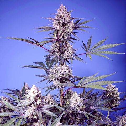 Sweet Seeds - Mental Rainbow F1 Fast Version