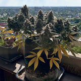 Night Owl Seeds - Compound V
