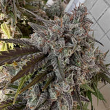Night Owl Seeds - Compound V