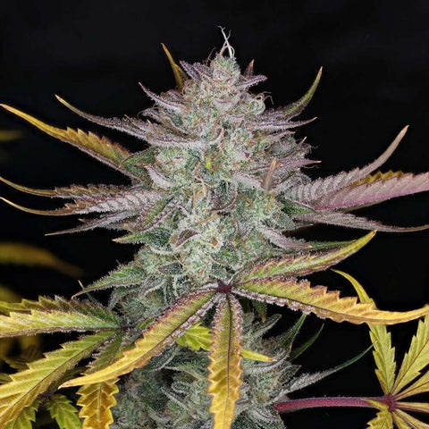 Night Owl Seeds - Space Station Violet Auto