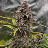 Night Owl Seeds - Compound V