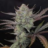 Night Owl Seeds - Space Station Violet Auto