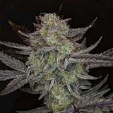 Night Owl Seeds - Space Station Violet Auto