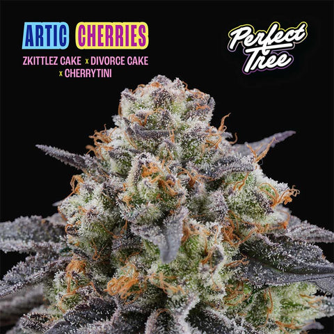 Perfect Tree - Arctic Cherries + 3 x Free Frozini Seeds