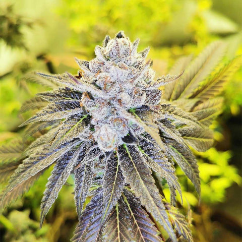 PhenoFinder Seeds - Double Slurry