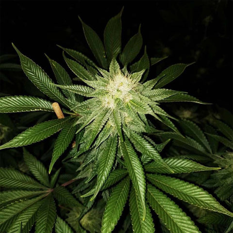 PhenoFinder Seeds - Peach Gasoline