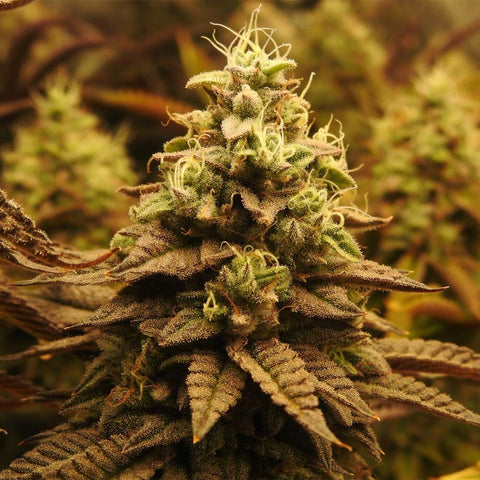 PhenoFinder Seeds - Pineapple Cubez