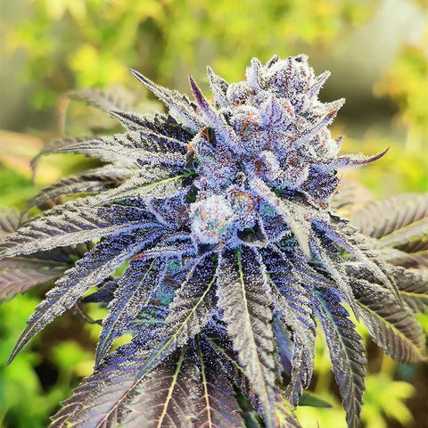 PhenoFinder  Seeds - Gelato Poppaz