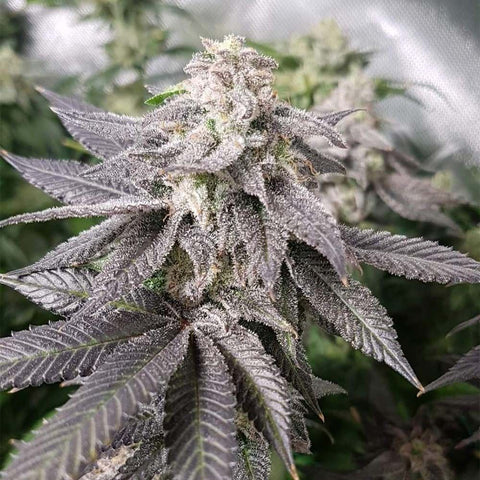PhenoFinder Seeds - White Chocolate Orange