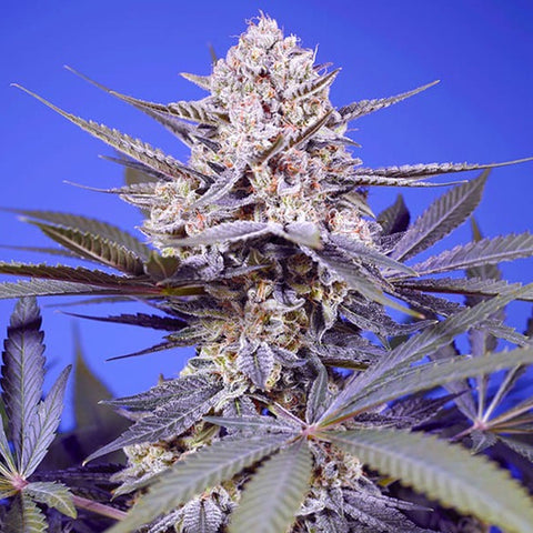 Sweet Seeds - Pineapple Slush XL Auto