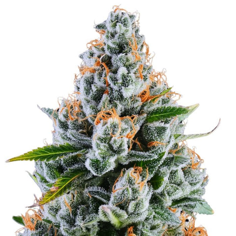 Terp Treez Co - Rainbow MelonZ - Feminised Seeds