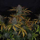 Night Owl Seeds - Space Station Violet Auto