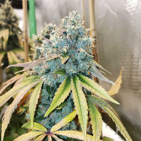 Karma Genetics - Sour Fire Tahoe - Regular Seeds