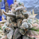 Night Owl Seeds - Strawberry Milk and Qookies Remix Auto