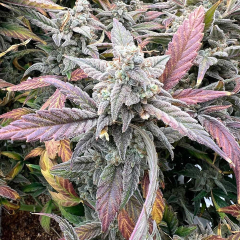 Night Owl Seeds - Strawberry Milk and Qookies Remix Auto