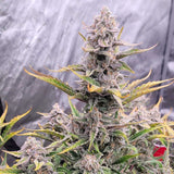 Night Owl Seeds - Strawberry Milk and Qookies Remix Auto