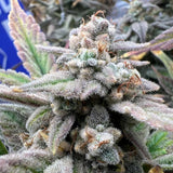 Night Owl Seeds - Strawberry Milk and Qookies Remix Auto